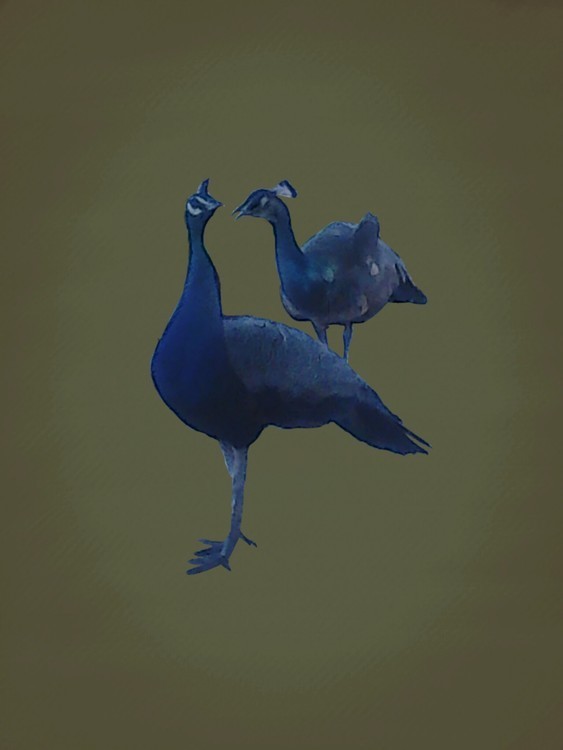 peocock art