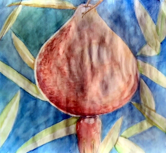 Dwarf Pomegranate Watercolor