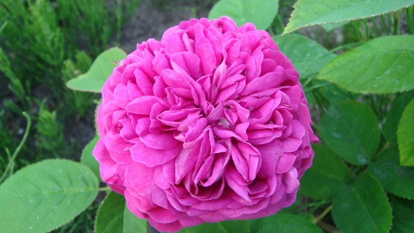 Roses are...
