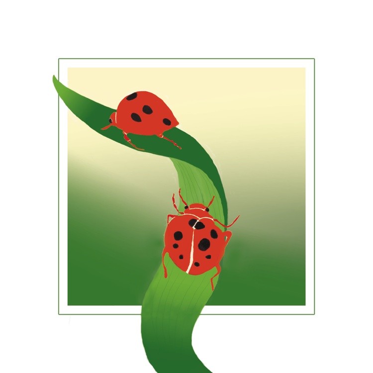 Ladybirds