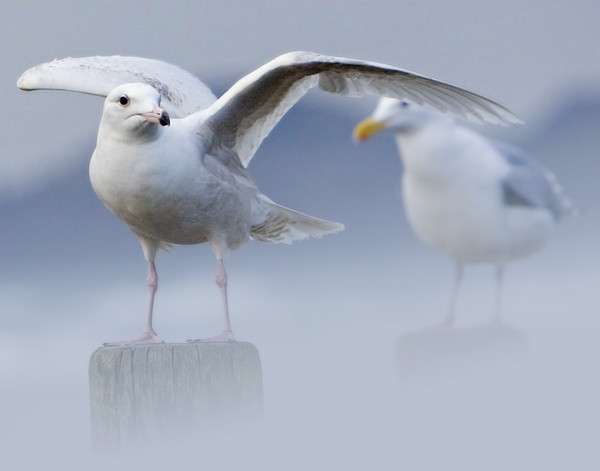 Foggy Feet