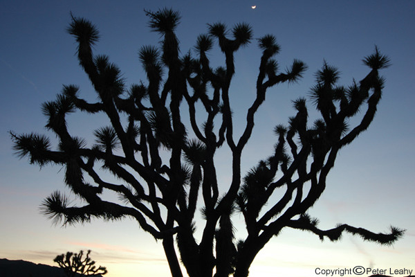 Joshua Tree
