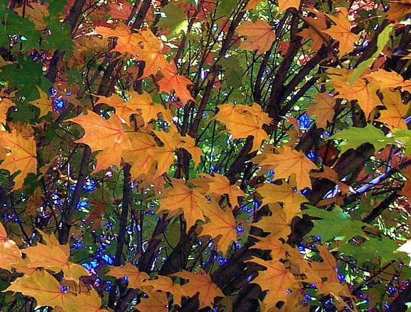 Autumn Patterns