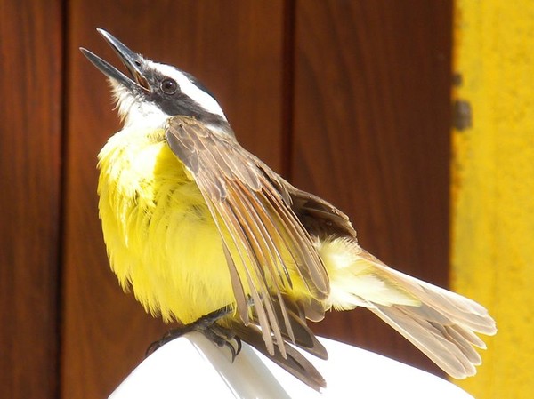 Backyard bird