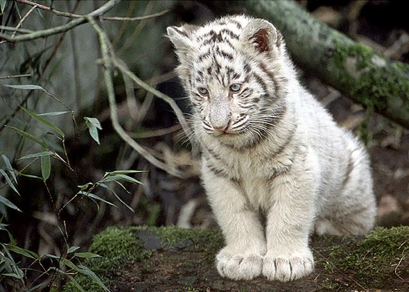 White Tiger Cub