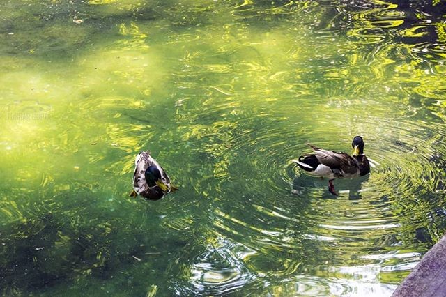 Be like a duck. Calm on the surface, but always paddling like the dickens underneath