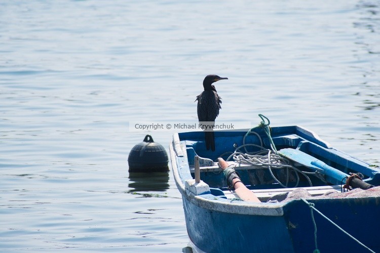 Waiting for Fish