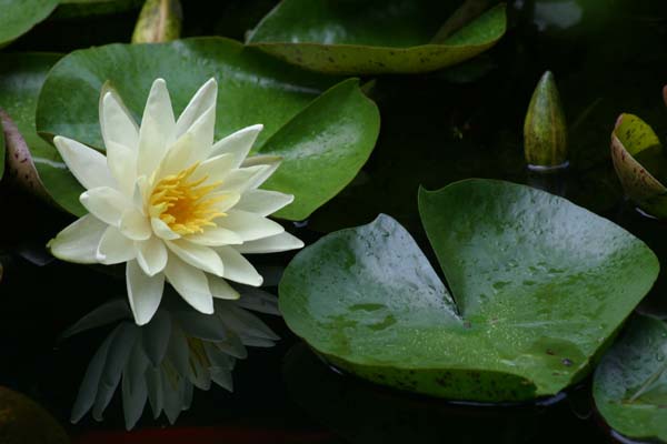 Waterlilly