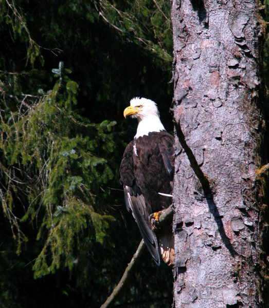 Sunning eagle