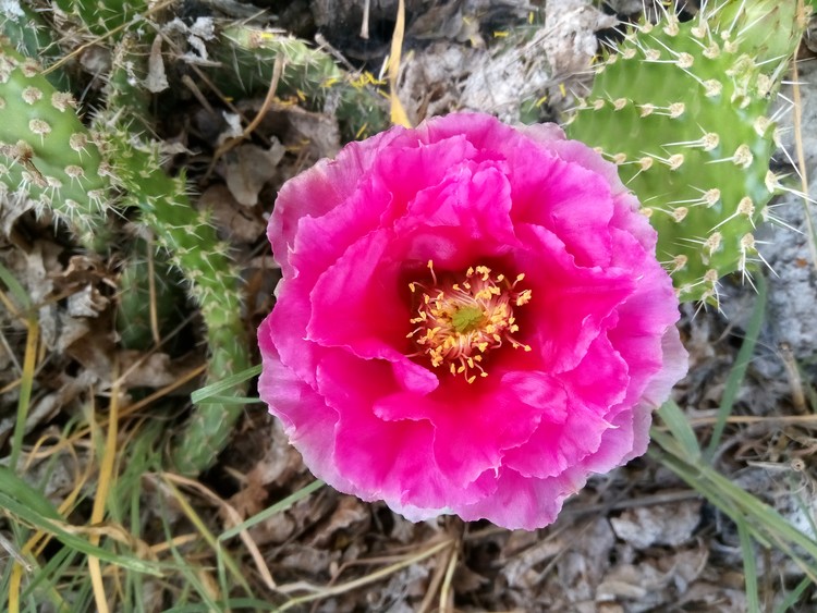 Prickly Pear cactus