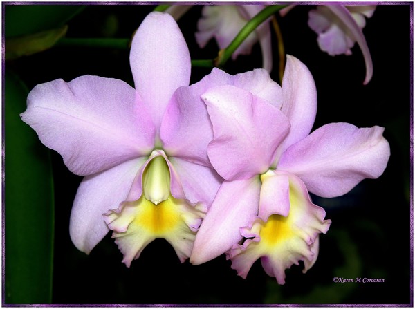 Lavender Orchids