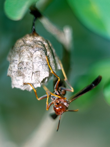 Wasp