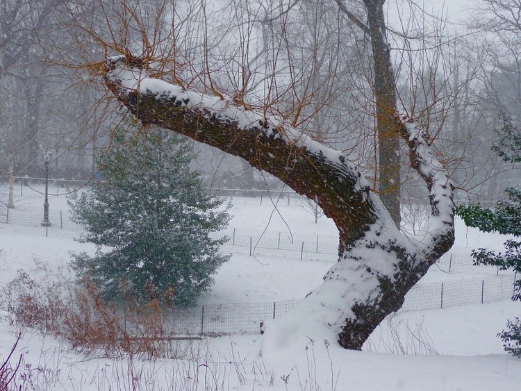 Winter in the Park