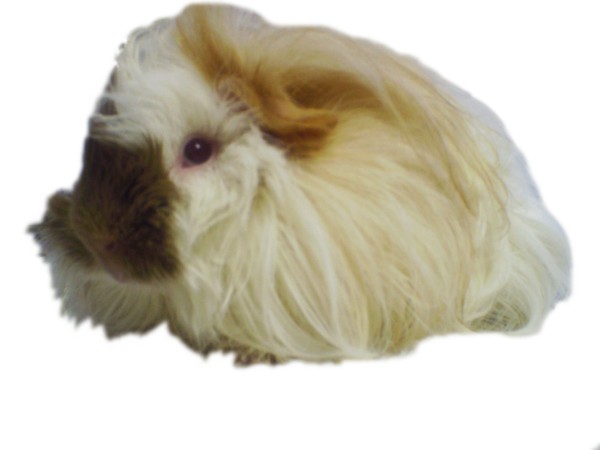Princess the Angora Guinea Pig