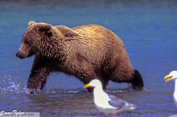 McNeil River Bear  1-11-59-97