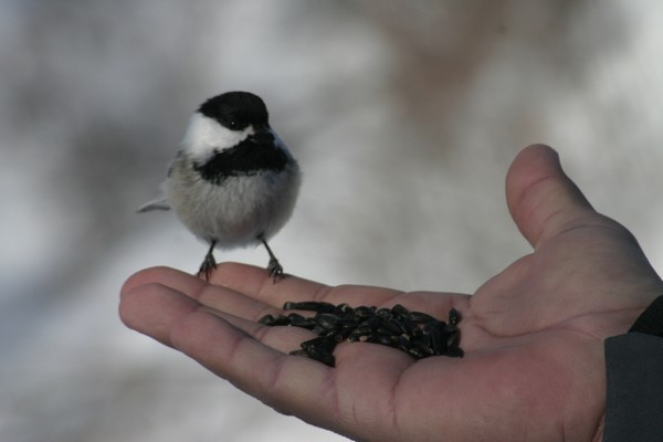 Winter Snack