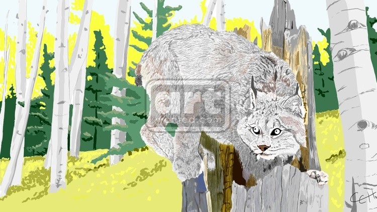 canada lynx