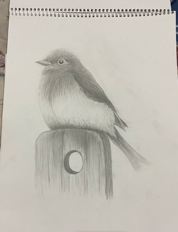 Little Bird