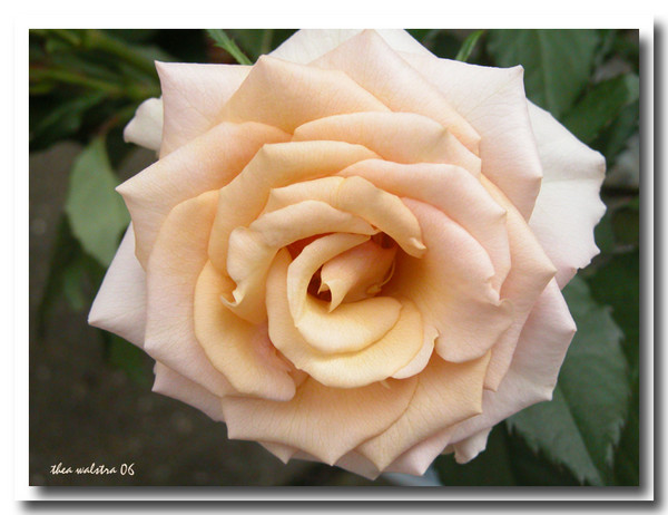 Digital dreams: Pink roses