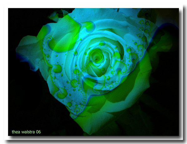 Dream rose