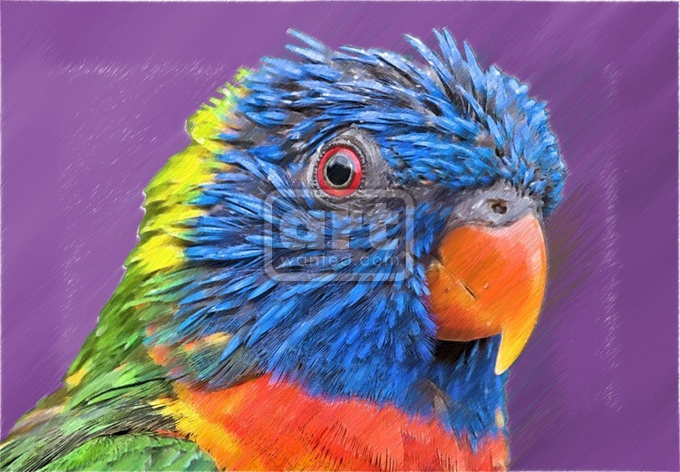 Rainbow Lorikeet