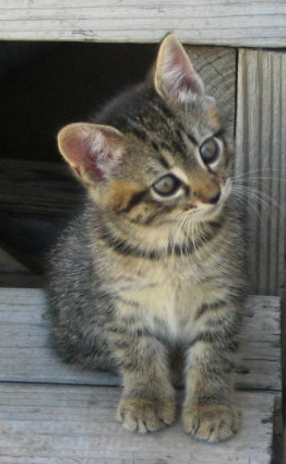 Curious Kitten