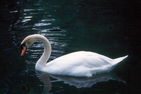 Swan Lake in beautiful Gorgy Park - Moscow