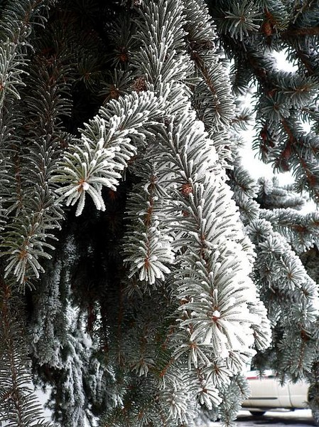 Frosted Fir