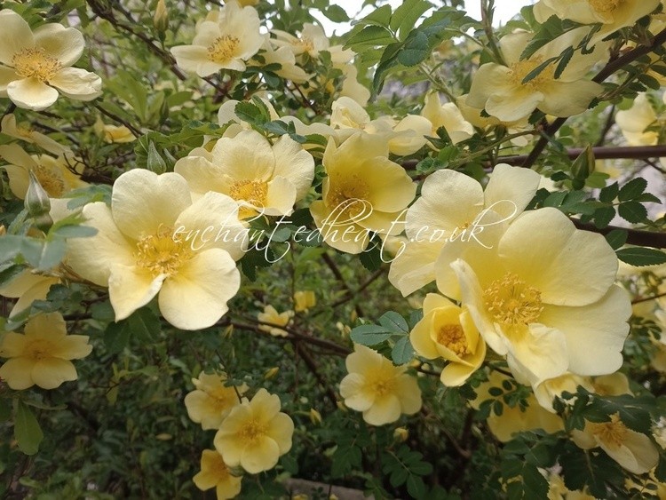 Yellow Rose