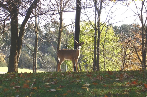 I asked the deer to pose and she said 