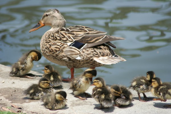 MOTHER AND BABIES