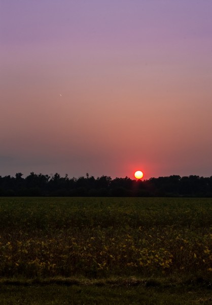 The Field