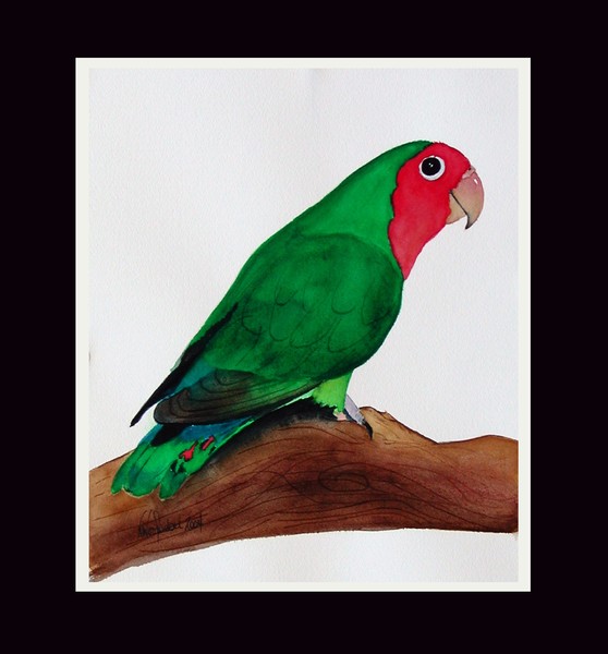 Peachface LoveBird