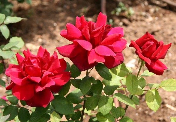 What is the best rose-bush?