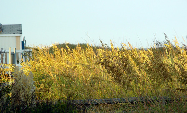 golden seaoat on Myrtle beach