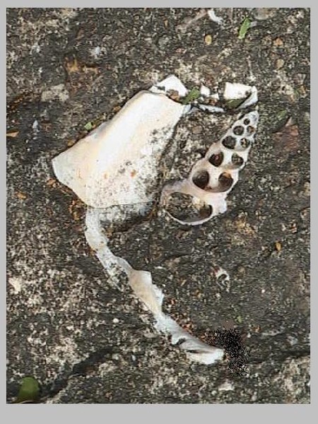 328. China Shell underfoot.