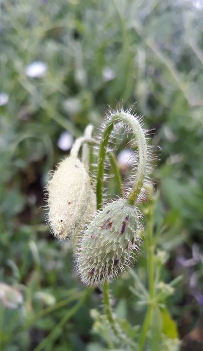Flowers XIX