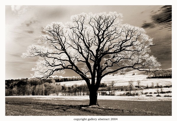Surreal Tree Landscape