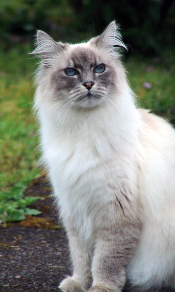 Kitty kitty