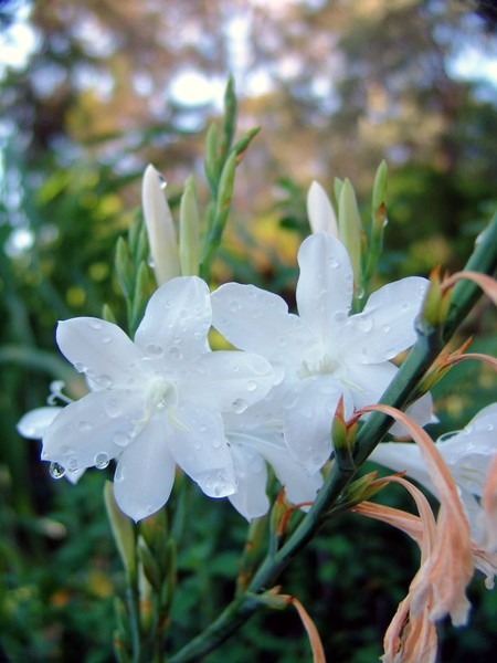 White Flowers