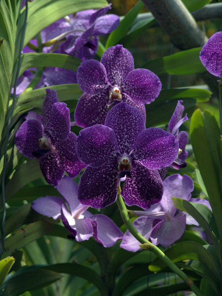 Purple Orchids