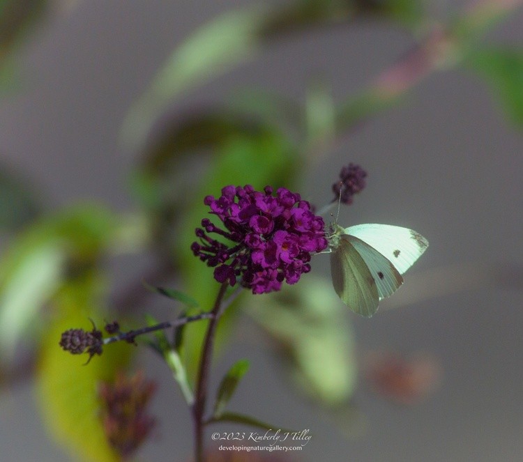 Cabbage White P4924