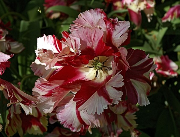 The Tulip Bright Parrot