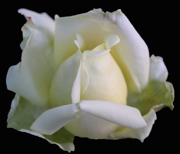 Polar Star Rose