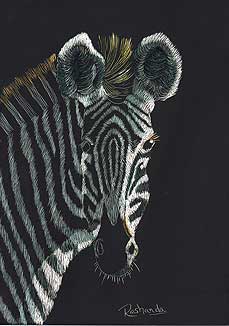 Zebra