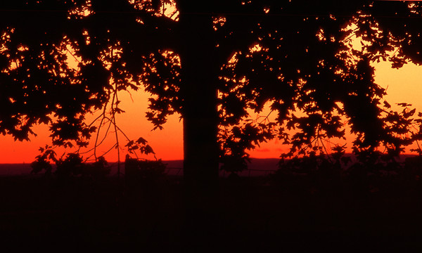 Tree at Sunset Upstate New York