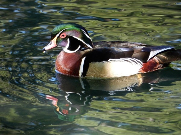 Wood Duck