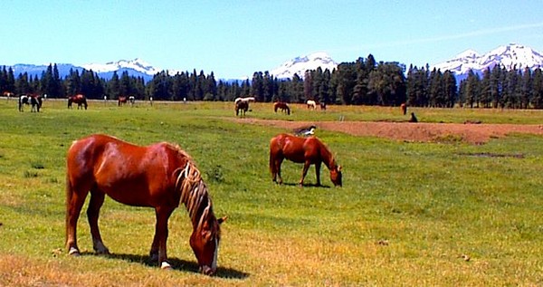 Grazing Horses