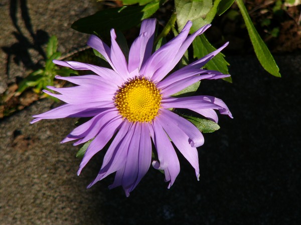 Winterblooming