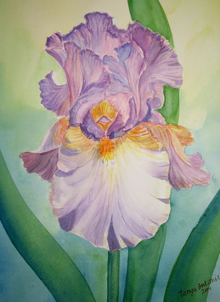 Iris in a Sunshine